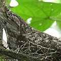 Papuan Frogmouth (male) on nest in Centenary Lakes (Hibiscus tiliaceus)　パプアガマグチヨタカ<br />Canon EOS 7D + EF300 F2.8L III + EF1.4xII